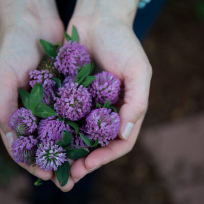 Health Effects of 5 Beneficial Weeds